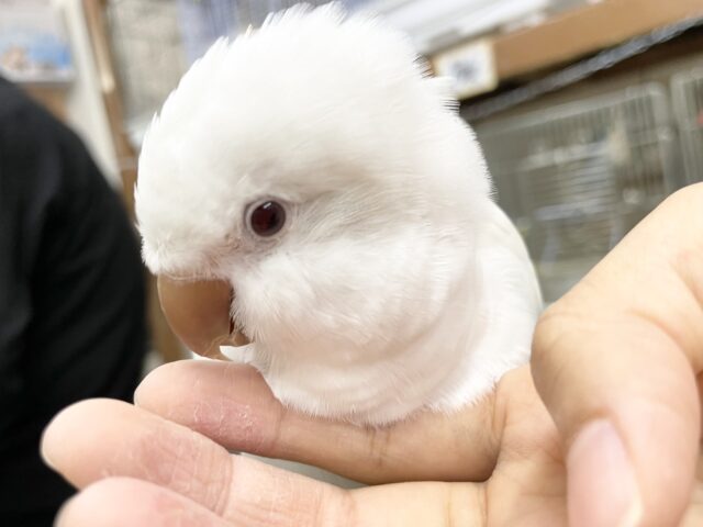 オキナインコ