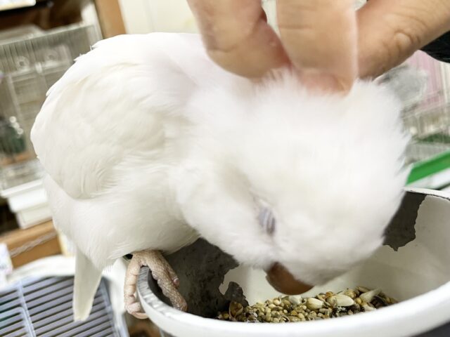 オキナインコ