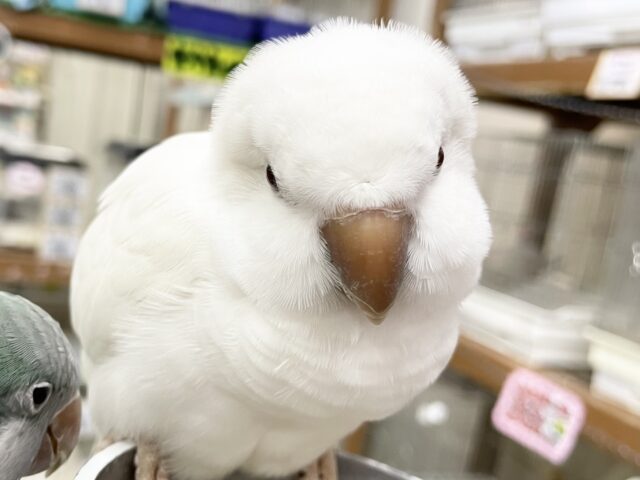 オキナインコ