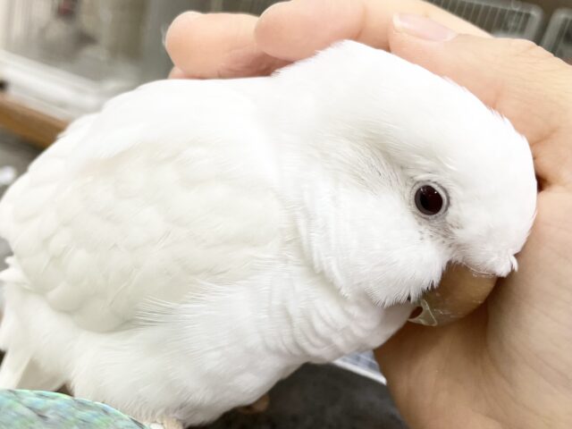 オキナインコ