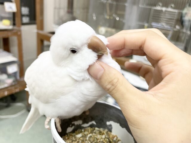 オキナインコ