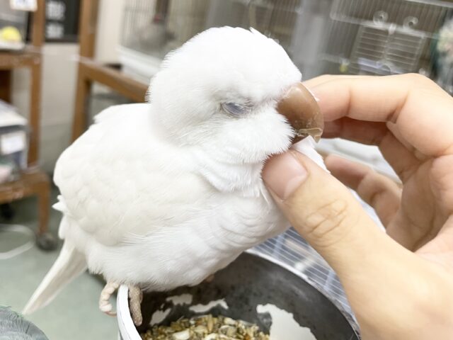 オキナインコ