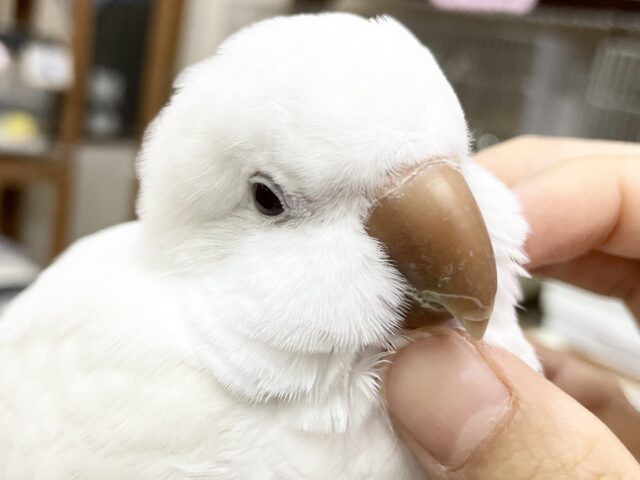 オキナインコ