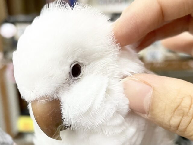 オキナインコ