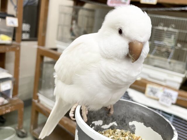 オキナインコ