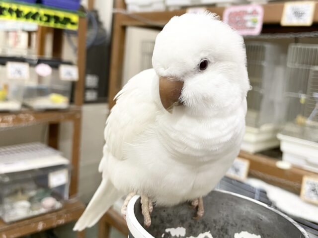 オキナインコ