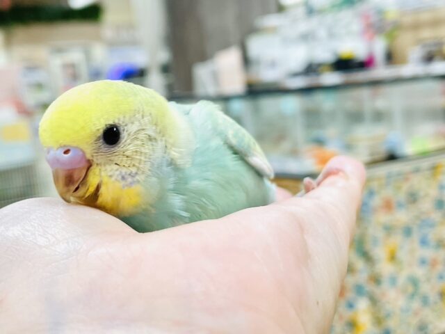 セキセイインコ