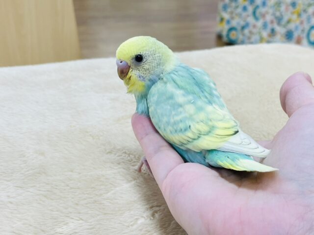 【最新画像・動画更新🪄】ポップキャンディみたい🍭セキセイインコ（パステルカラーレインボースパングル）ヒナ