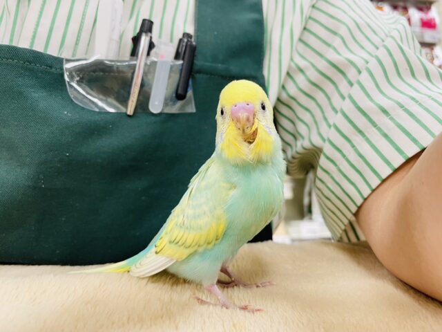 セキセイインコ