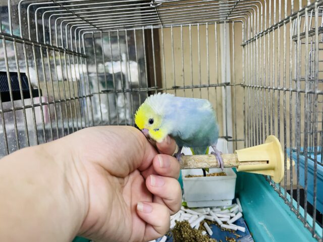 セキセイインコ