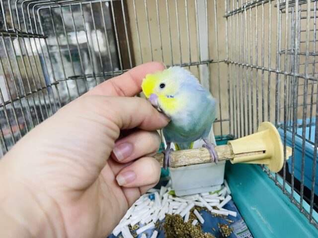 セキセイインコ