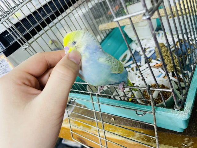 セキセイインコ