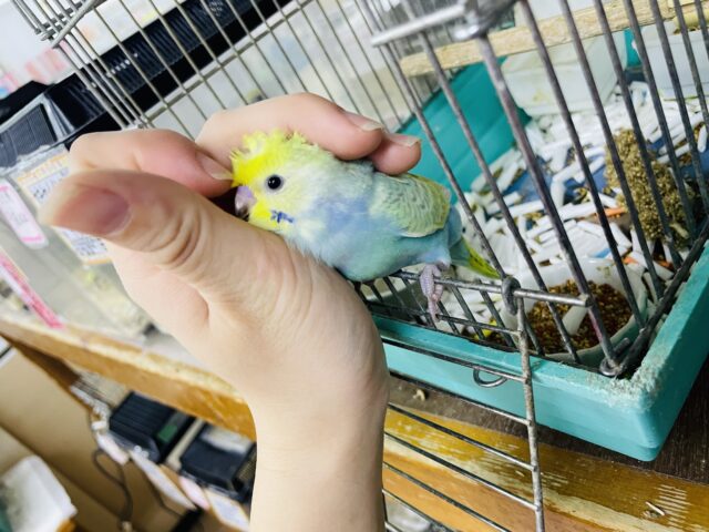 セキセイインコ