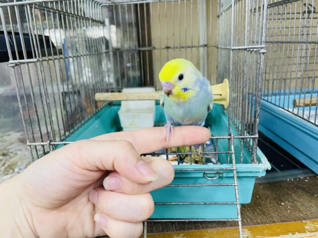 セキセイインコ