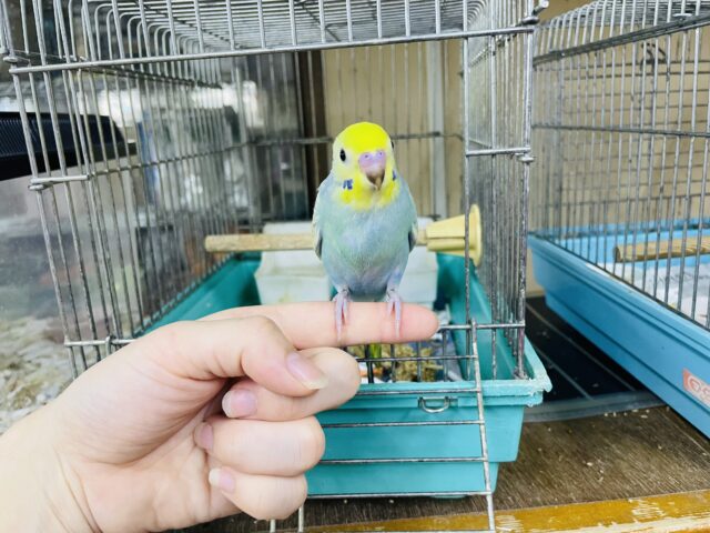 セキセイインコ