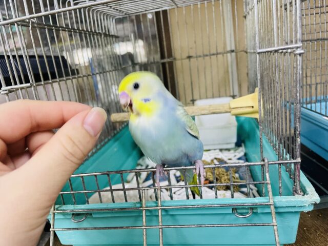 セキセイインコ