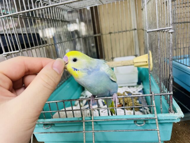 セキセイインコ