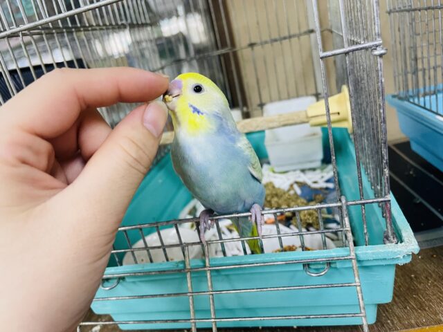 セキセイインコ