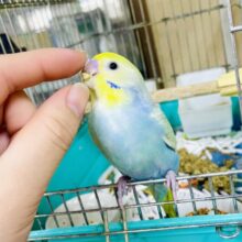 なれてるよ～❣️1人餌❣️手のり❣️カキカキ⭕️キラッ💫🌟凛々しい佇まいで待ってるよ🙌✨✨✨　セキセイインコ　パステルカラーレインボー