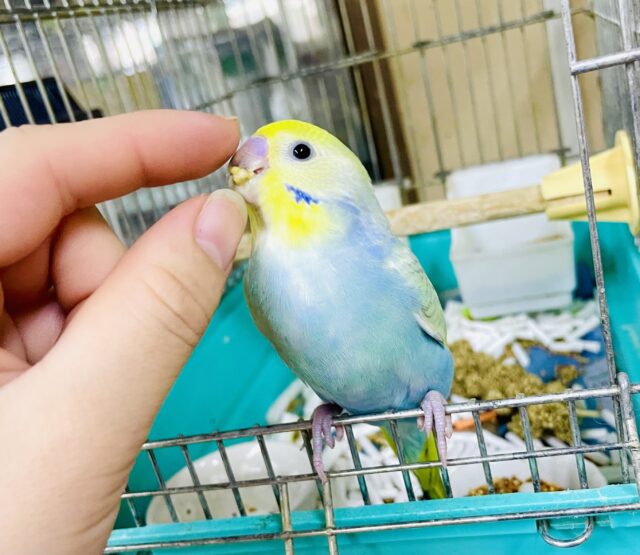 なれてるよ～❣️1人餌❣️手のり❣️カキカキ⭕️キラッ💫🌟凛々しい佇まいで待ってるよ🙌✨✨✨　セキセイインコ　パステルカラーレインボー