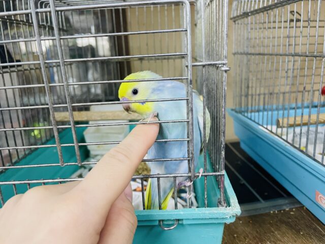 セキセイインコ