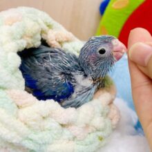 ばぶマメが可愛すぎて困る💎🩵💎🩵🫐　マメルリハ　男の子　ブルー