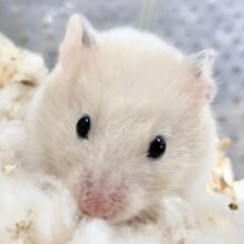 カラーハムスター（クリームバンデット）　ちょっとびびりさん？ハウスがお気に入りです