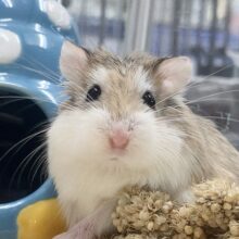 ロボロフスキーハムスター（ノーマル）　かわいい白眉♪ノーマルカラーのロボさん来ました！