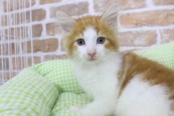 食欲の秋？🍁🍂もちろん！かまっての秋～🥹🐱💖ノルウェージャン・男の子！