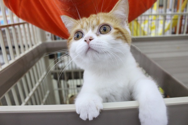 花言葉🌸は「変わらぬ愛💕💗💕」マリーゴールドな君へ🐱🌼マンチカン・女の子！