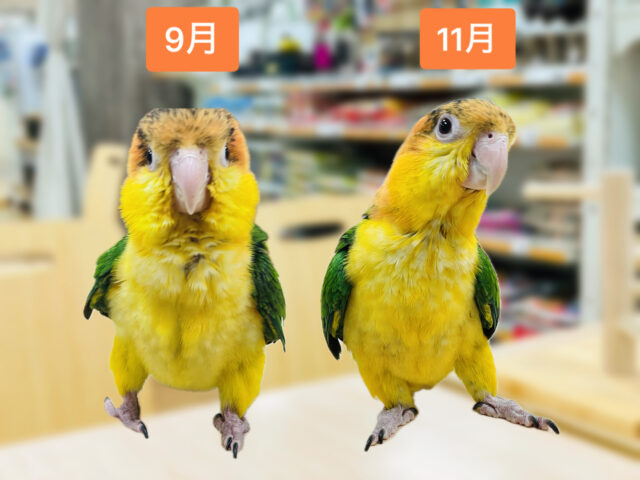 シロハラインコ