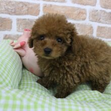 秋のほくほく🍠✨スイートポテトちゃん🍠🐶🍪トイプードル・男の子！