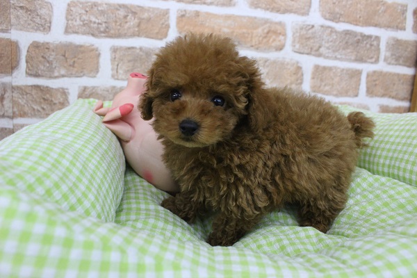 秋のほくほく🍠✨スイートポテトちゃん🍠🐶🍪トイプードル・男の子！