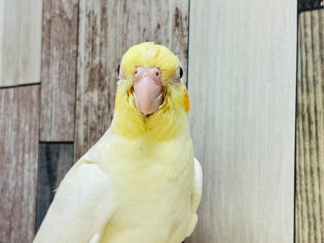 オカメインコ