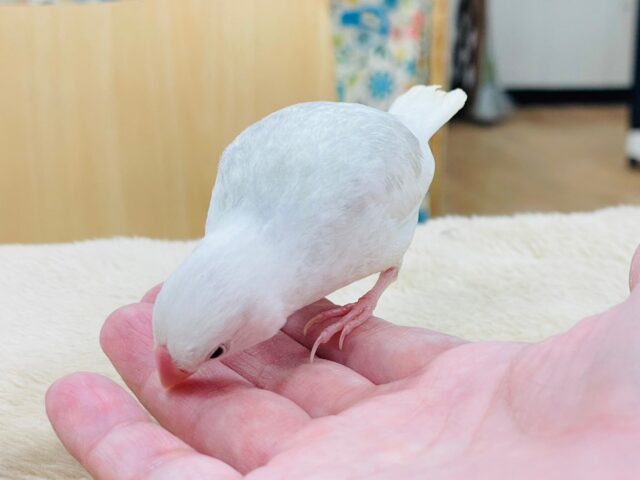 白文鳥