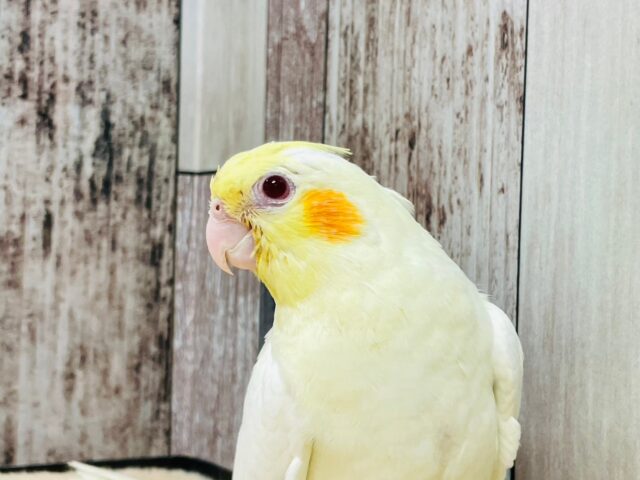 オカメインコ