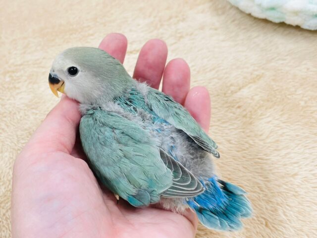 コザクラインコ（小桜インコ）