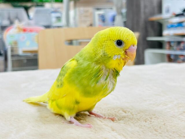 セキセイインコ