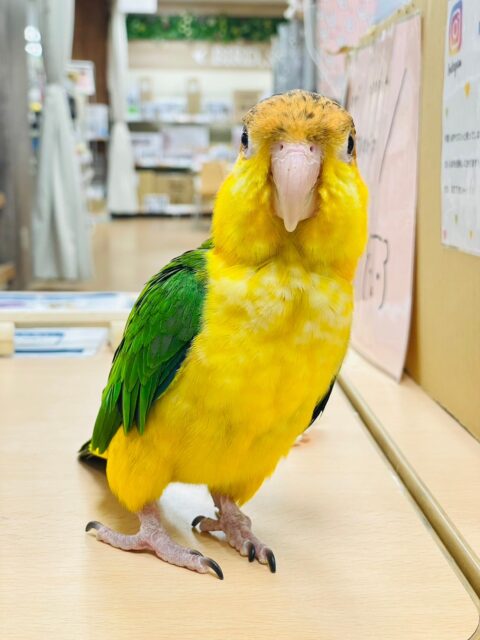 シロハラインコ