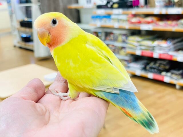 コザクラインコ（小桜インコ）