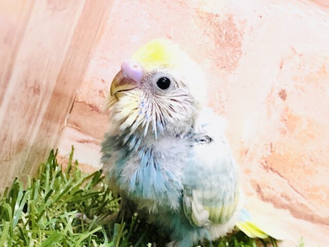 ド派手に目立つぜ～🌈　セキセイインコ