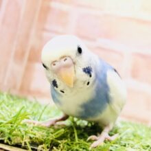 【最新画像更新☆☆】シャキーンとアピール上手☆　セキセイインコ