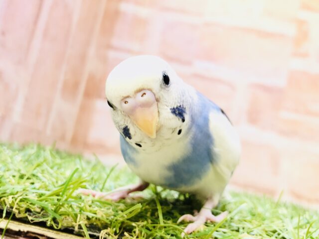 【最新画像更新☆☆】シャキーンとアピール上手☆　セキセイインコ