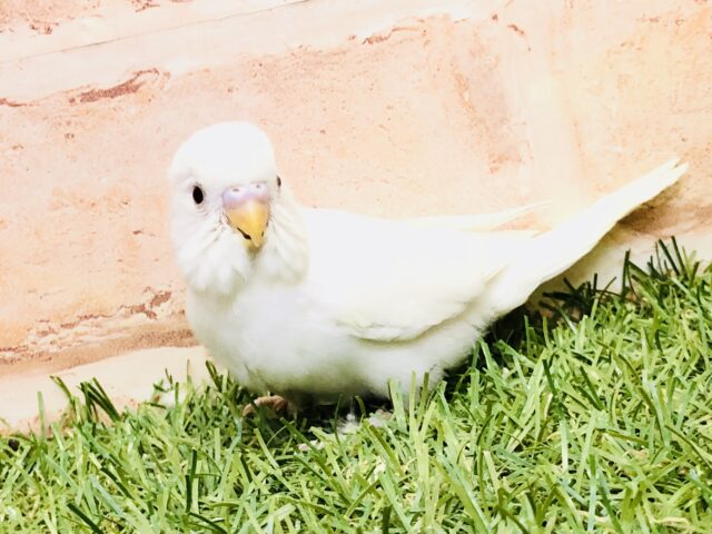 ぴったりな季節が近づいてきた？？　セキセイインコ