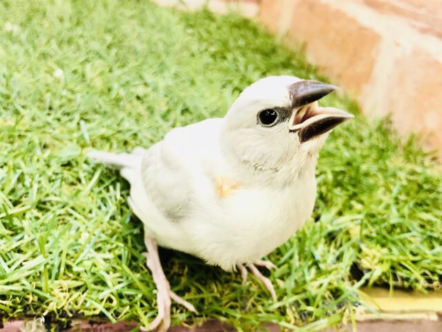 【最新画像更新☆☆】銀ピカカラーがやってきた♪♪　シルバー文鳥