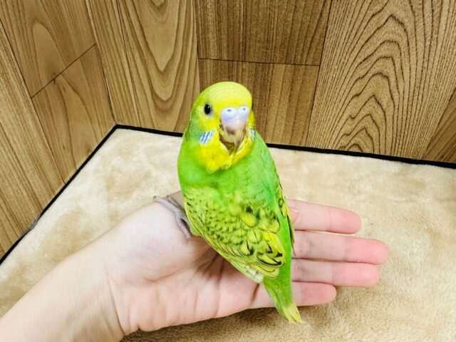 セキセイインコ