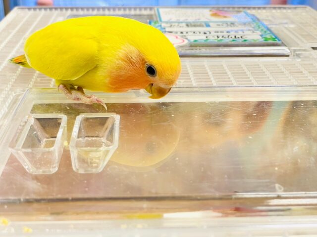 コザクラインコ（小桜インコ）