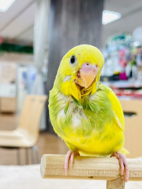 セキセイインコ