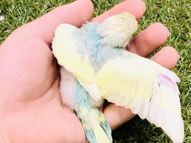 セキセイインコ