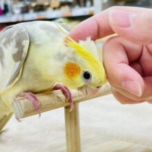 とっても可愛い甘えん坊♡♡オカメインコ（シナモンパイド）